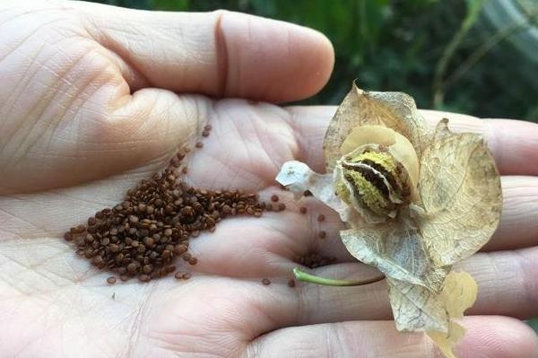 生鲜食材配送：田边到处可见这植物，原来是冰粉籽籽