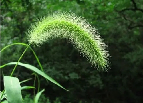 塘厦蔬菜粮油配送